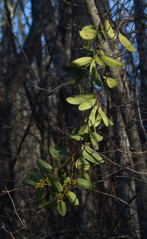 Laurel-leaved Greenbrier with unripe fruit in inland Worcester Co., Maryland (1/19/2013). Photo by Bill Hubick.