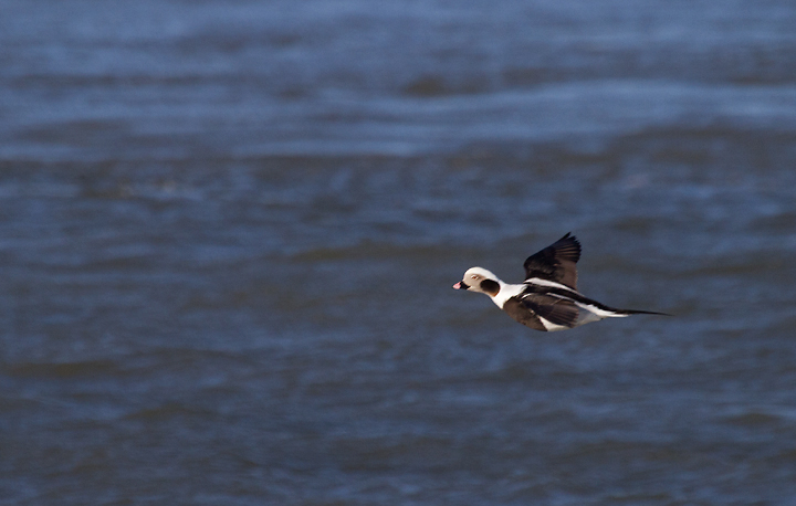 An adult male Long-tailed Duck in flight at the Indian River Inlet, Delaware (2/9/2013). Photo by Bill Hubick.