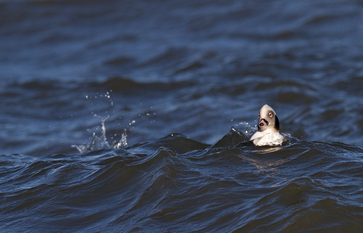 An adult male Long-tailed Duck in flight at the Indian River Inlet, Delaware (2/9/2013). Photo by Bill Hubick.