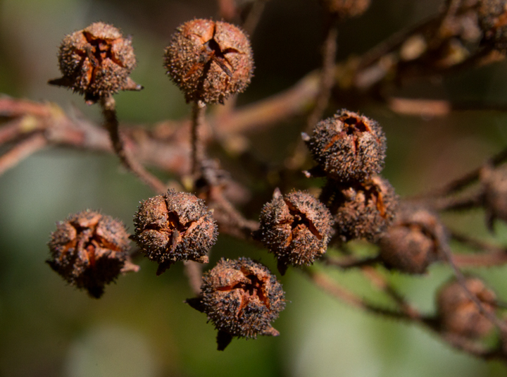 Mountain Laurel sensing the approach of spring in Anne Arundel Co., Maryland (2/18/2013). Photo by Bill Hubick.