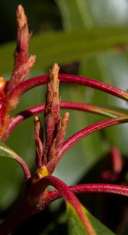 Mountain Laurel sensing the approach of spring in Anne Arundel Co., Maryland (2/18/2013). Photo by Bill Hubick.
