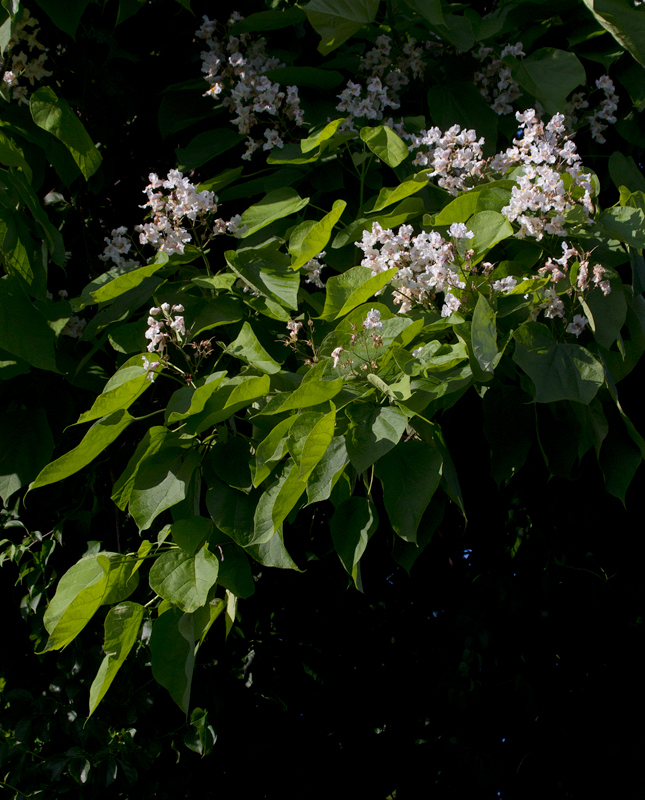 Northern Catalpa at Fort Smallwood Park, Maryland (5/23/2012). Photo by Bill Hubick.
