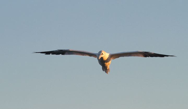 A Northern Gannet off Ocean City, Maryland (1/19/2013). Photo by Bill Hubick.