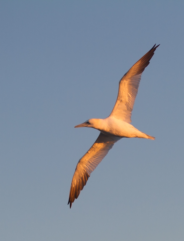 A Northern Gannet off Ocean City, Maryland (1/19/2013). Photo by Bill Hubick.