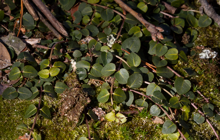 Partridgeberry in Calvert Co., Maryland (2/10/2013). Photo by Bill Hubick.