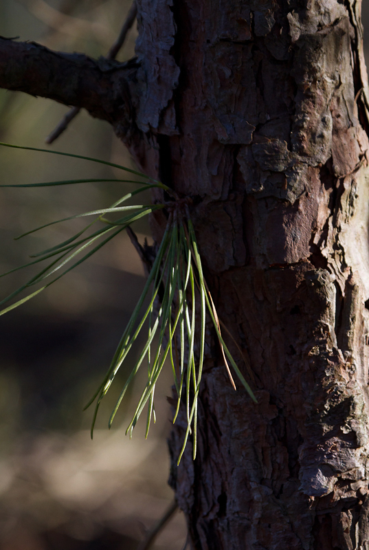 Pitch Pine in Anne Arundel Co., Maryland (2/14/2013). Key field marks include needles in clusters of three, longer needles than Virginia (but shorter than Loblolly), often with clusters of needles growing from the trunk. Photo by Bill Hubick.