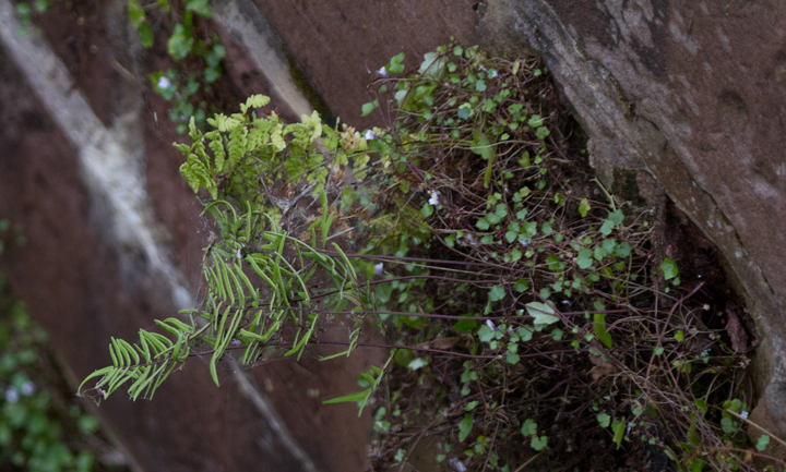 Purple Cliffbrake in Montgomery Co., Maryland (7/17/2011). Photo by Bill Hubick.