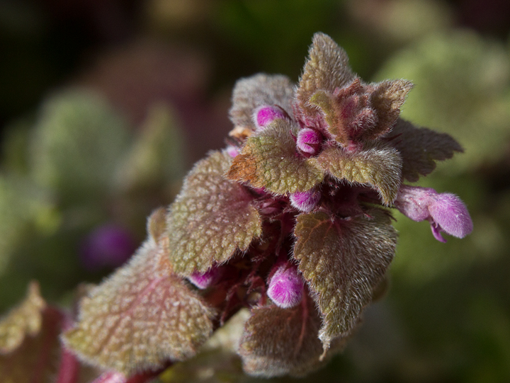 Purple Deadnettle in Calvert Co., Maryland (2/10/2013). Photo by Bill Hubick.