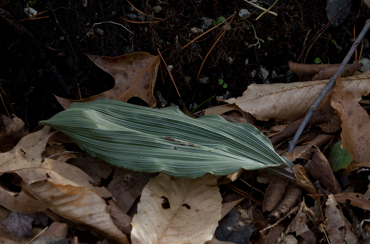 Puttyroot in winter in Calvert Co., Maryland (2/10/2013). Photo by Bill Hubick.