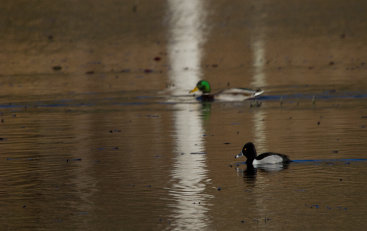 An adult male Ring-necked Duck at Calvert Cliffs SP, Maryland (2/10/2013). Uncommon in the county and first record for the site in eBird. Photo by Bill Hubick.
