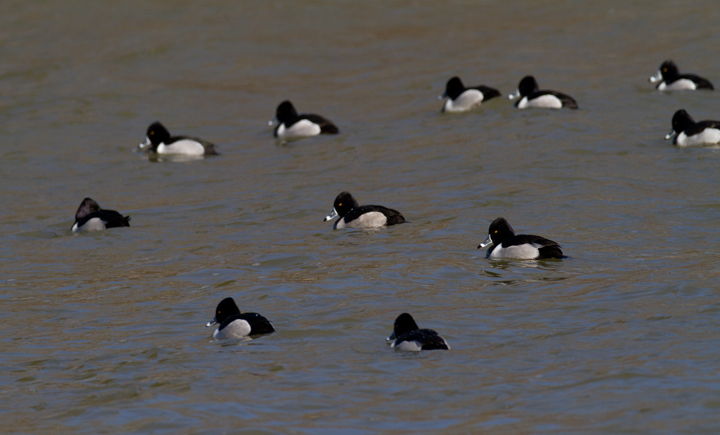 Drake Ring-necked Ducks on Loch Raven Reservoir, Baltimore Co., Maryland (2/18/2013). Photo by Bill Hubick.