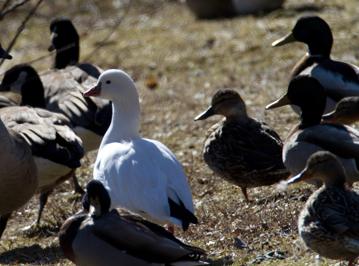 A Ross's Goose in Owings Mills, Maryland (2/17/2013). First county record found by Andy Smith. Photo by Bill Hubick.