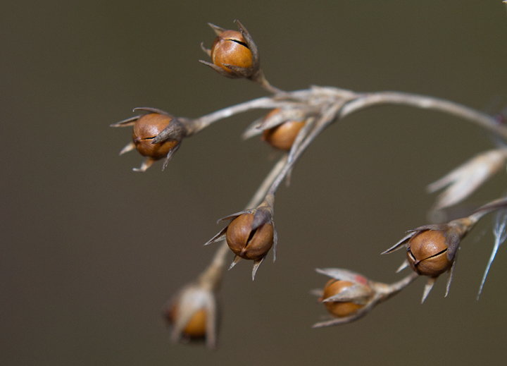 A close-up of a rush in Calvert Co., Maryland (2/10/2013). Photo by Bill Hubick.