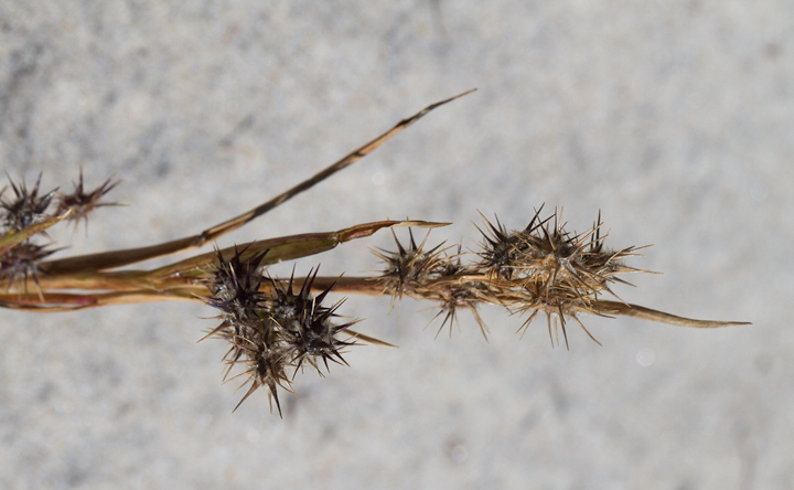 Sanddune Sandbur on Assateague Island, Maryland (10/13/2012). Photo by Bill Hubick.