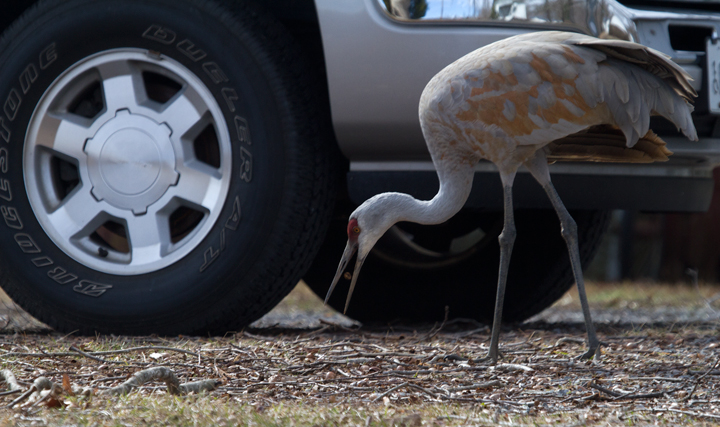 A continuing Sandhill Crane in Calvert Co., Maryland (2/10/2013). Photo by Bill Hubick.