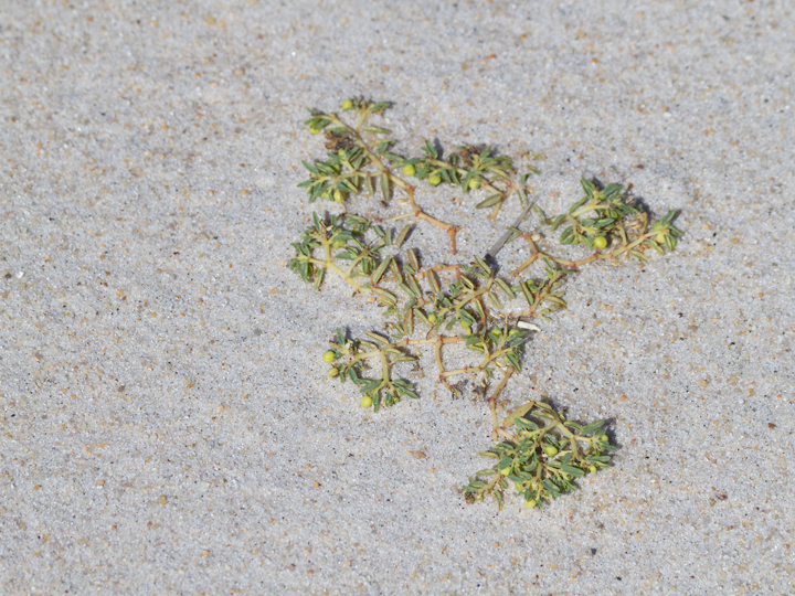 Seaside Spurge on Assateague Island, Maryland (10/13/2012). Photo by Bill Hubick.