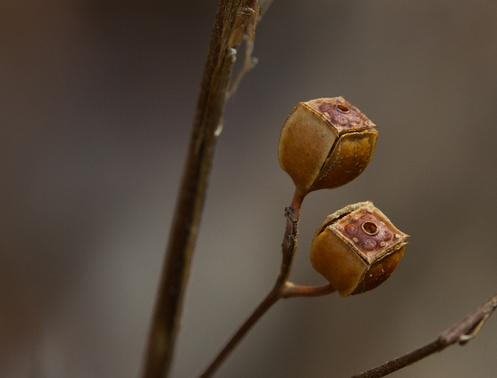 Seedbox in Calvert Co., Maryland (2/10/2013). Photo by Bill Hubick.