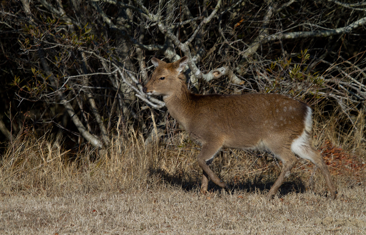 A Sika Deer on Assateague Island, Maryland (2/9/2013). Photo by Bill Hubick.