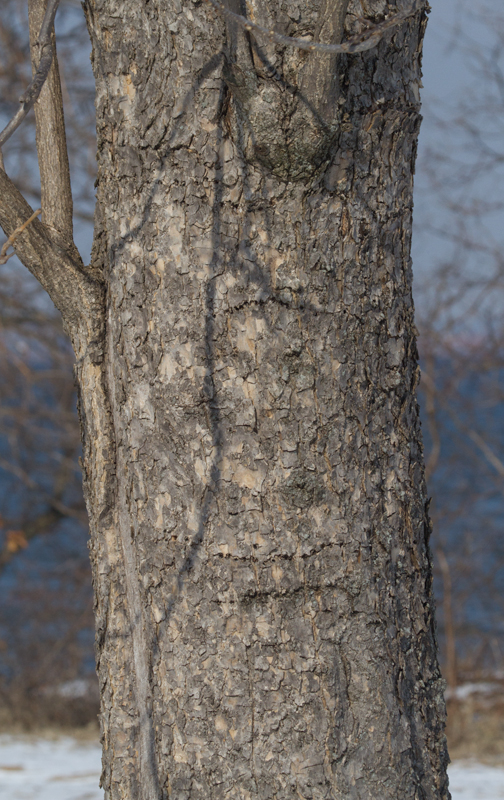Southern Catalpa at Fort Smallwood Park, Maryland (1/26/2013). Note the decidedly scaly bark. Photo by Bill Hubick.