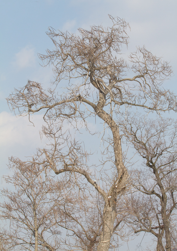 Southern Catalpa at Fort Smallwood Park, Maryland (1/26/2013). Note the decidedly scaly bark. Photo by Bill Hubick.