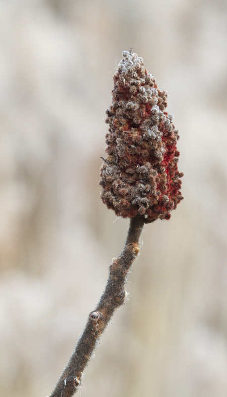 Staghorn Sumac in Anne Arundel Co., Maryland (2/3/2013). Photo by Bill Hubick.
