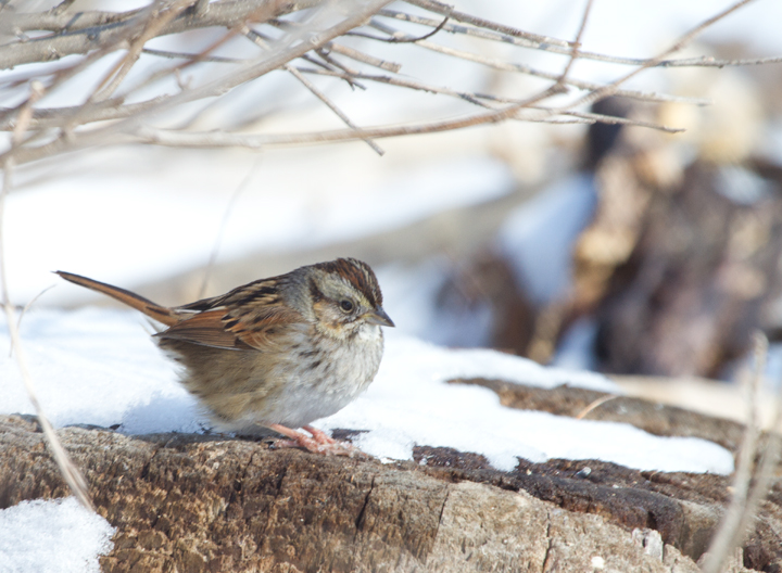 A Swamp Sparrow at Fort Smallwood Park, Maryland (1/26/2013). Photo by Bill Hubick.