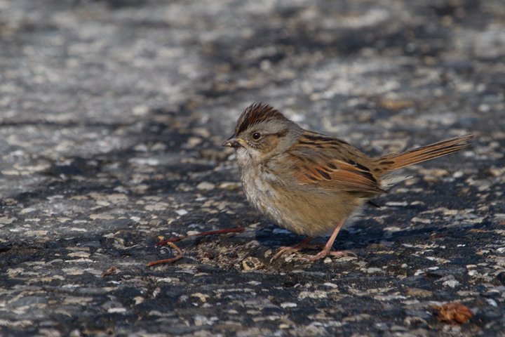 A Swamp Sparrow at Fort Smallwood Park, Maryland (1/26/2013). Photo by Bill Hubick.