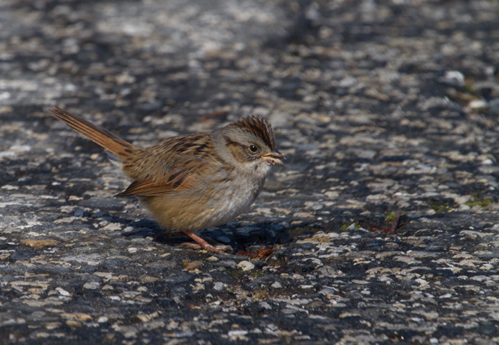 A Swamp Sparrow at Fort Smallwood Park, Maryland (1/26/2013). Photo by Bill Hubick.