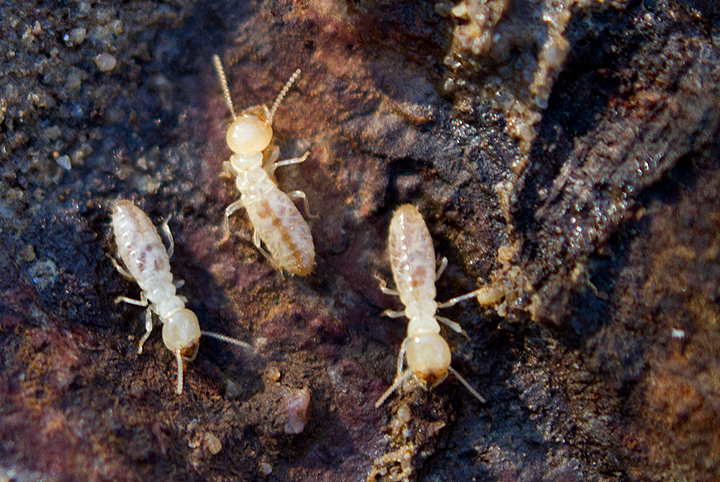 Termites found under a log in Anne Arundel Co., Maryland (2/17/2013). Photo by Bill Hubick.
