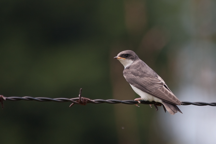 A juvenile Tree Swallow in Prince George's Co., Maryland (6/20/2009). Photo by Bill Hubick.