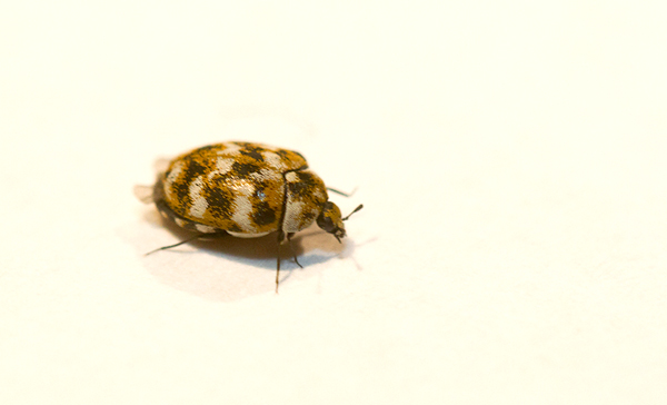 A Varied Carpet Beetle in Pasadena, Maryland (2/18/2013). This tiny species is abundant and widespread in the U.S., introduced to North America around 1850. Common in buildings year-round. Photo by Bill Hubick.