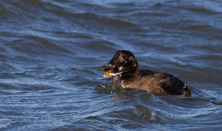 White-winged Scoter with mollusk prey at the Indian River Inlet, Delaware (2/9/2013). Photo by Bill Hubick.