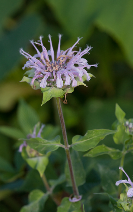 Wild Bergamot in Carroll Co., Maryland (7/15/2009). Photo by Bill Hubick.
