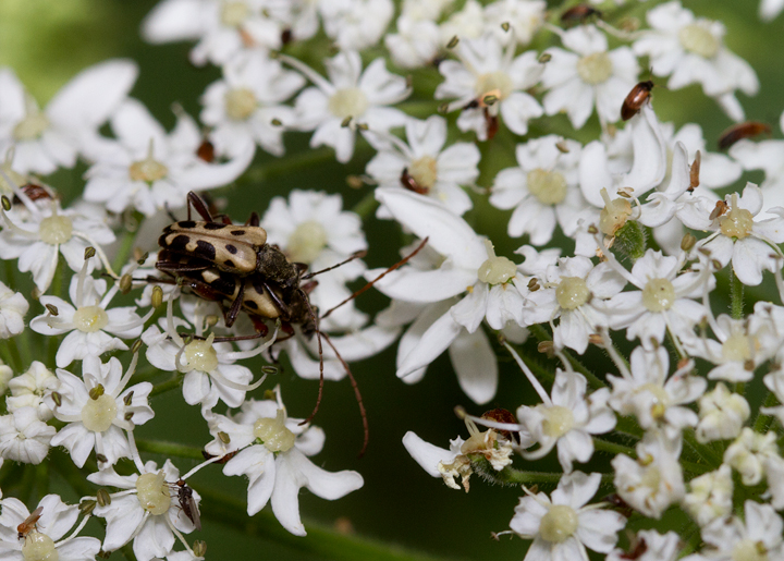 <em>Evodinus monticola</em> mating at Baxter SP, Maine (7/10/2013). Photo by Bill Hubick.