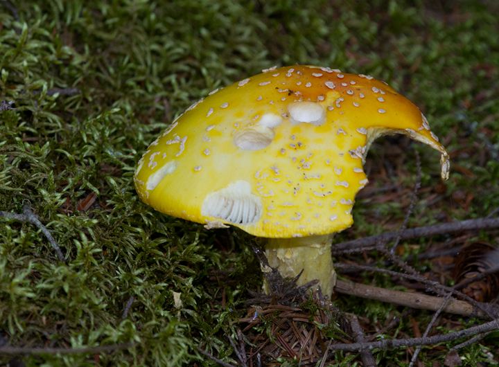 Fungi at Baxter SP, Maine (7/8/2013). Photo by Bill Hubick.