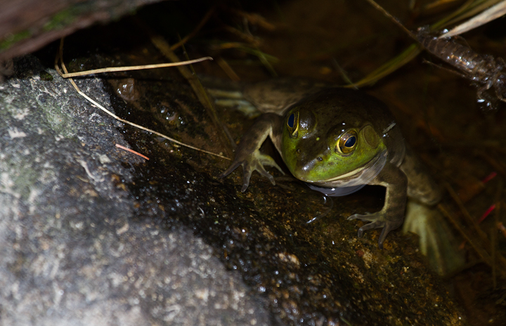 An American Bullfrog at Baxter SP, Maine (7/10/2013). Photo by Bill Hubick.