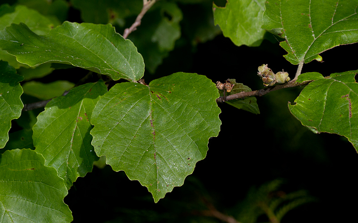 American Witch-hazel along the Penobscot River, Maine (7/8/2013). Photo by Bill Hubick.
