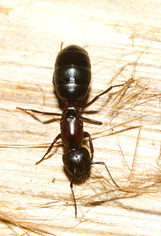 An ant found on firewood at our campsite at Baxter SP, Maine (7/8/2013). Seems like a good candidate for Red Carpenter Ant. Photo by Bill Hubick.