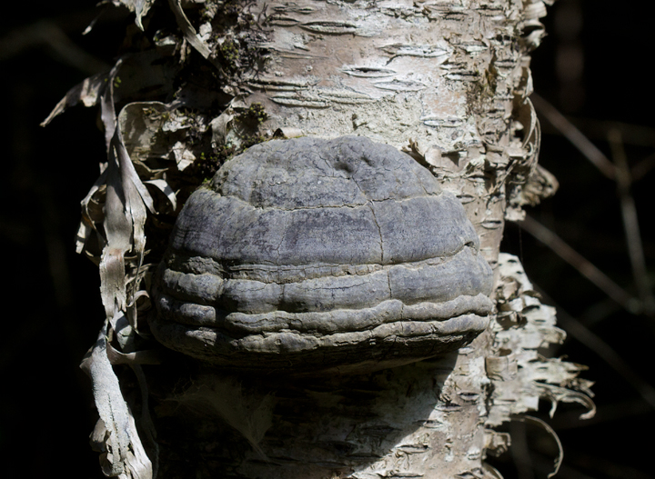 Birch Polypore on Gray Birch at Baxter SP, Maine (7/8/2013). Photo by Bill Hubick.