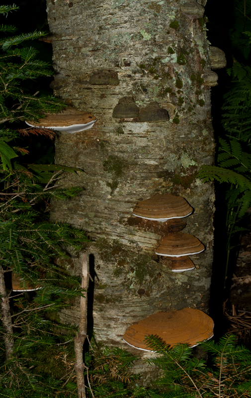 Birch Polypores at Baxter SP, Maine (7/10/2013). Photo by Bill Hubick.