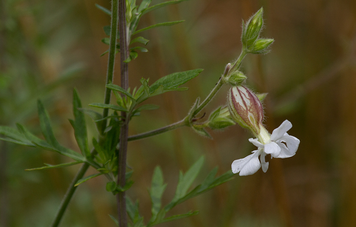 Bladder Campion blooming at Scarborough Marsh, Maine (7/11/2013). Photo by Bill Hubick.
