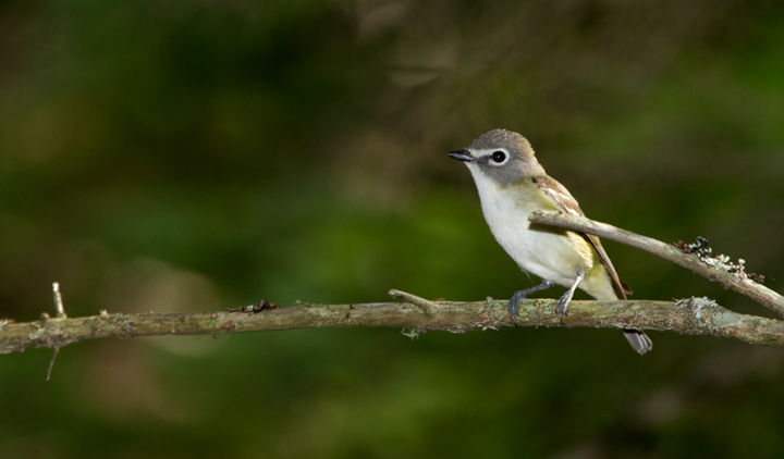 A Blue-headed Vireo at Baxter SP, Maine (7/8/2013). Photo by Bill Hubick.