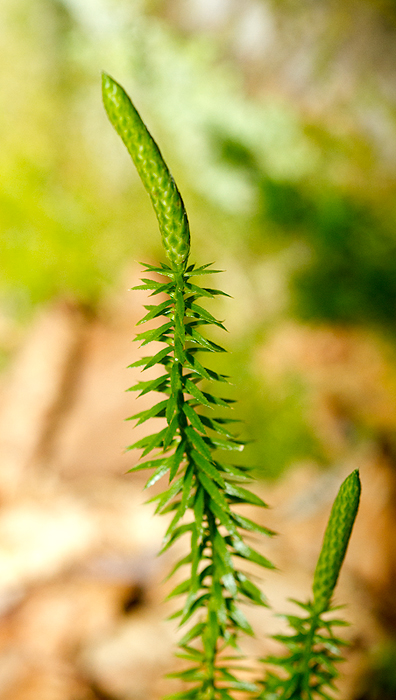 Bristly Clubmoss at Baxter SP, Maine (7/10/2013). Photo by Bill Hubick.