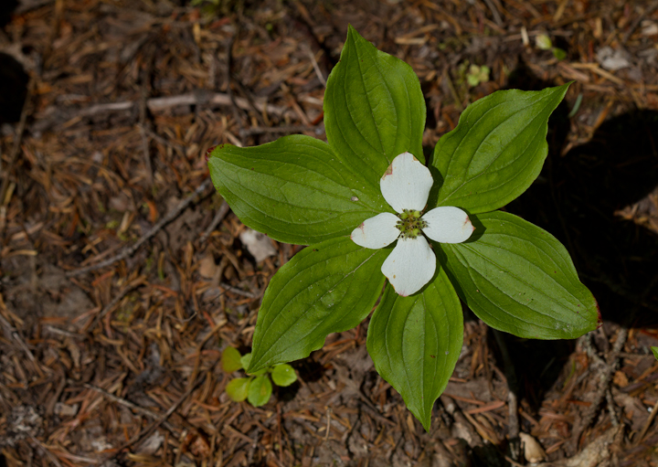 Bunchberry blooming at Baxter SP, Maine (7/8/2013). Photo by Bill Hubick.
