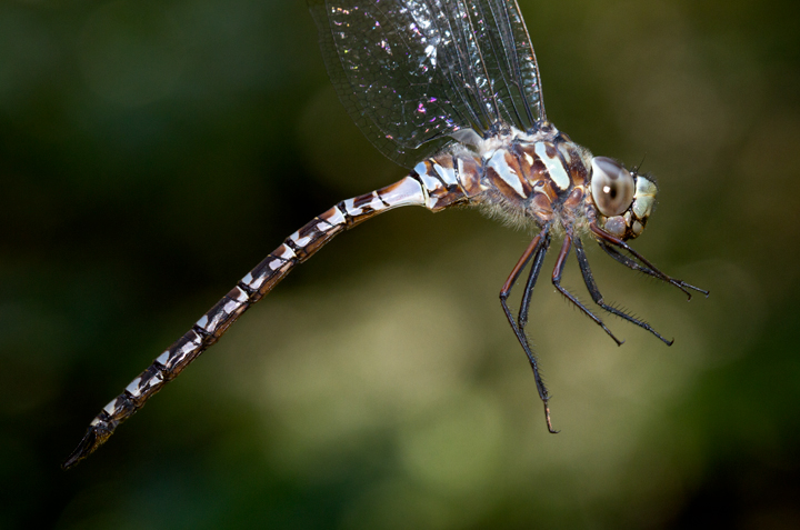 Canada Darners at Baxter SP, Maine (7/8/2013). Photo by Bill Hubick.