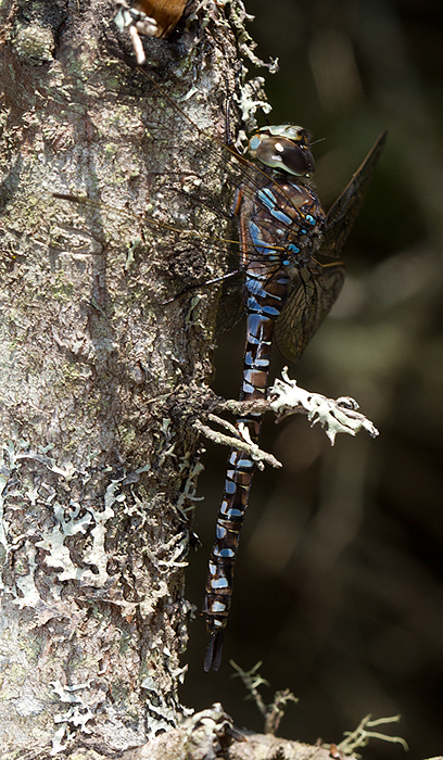 Canada Darners at Baxter SP, Maine (7/8/2013). Photo by Bill Hubick.