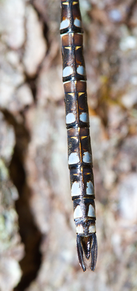 Canada Darners at Baxter SP, Maine (7/8/2013). Photo by Bill Hubick.