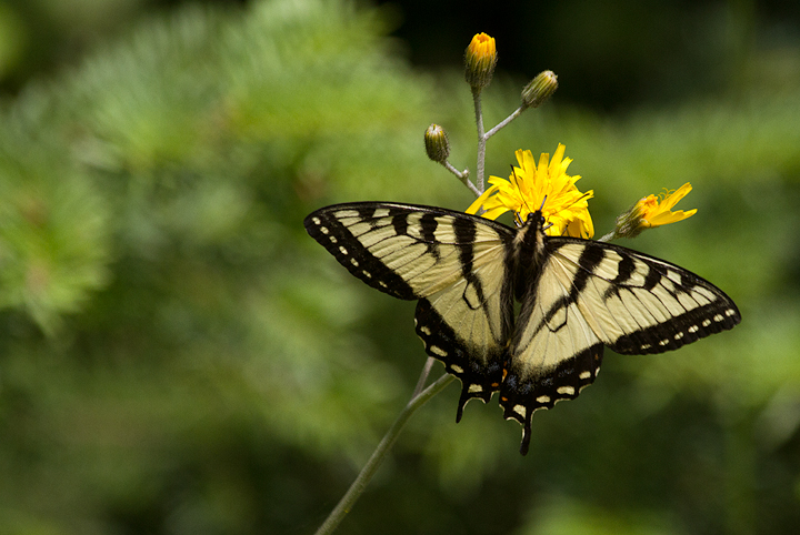 A Canadian Swallowtail at Baxter SP, Maine (7/8/2013). Photo by Bill Hubick.