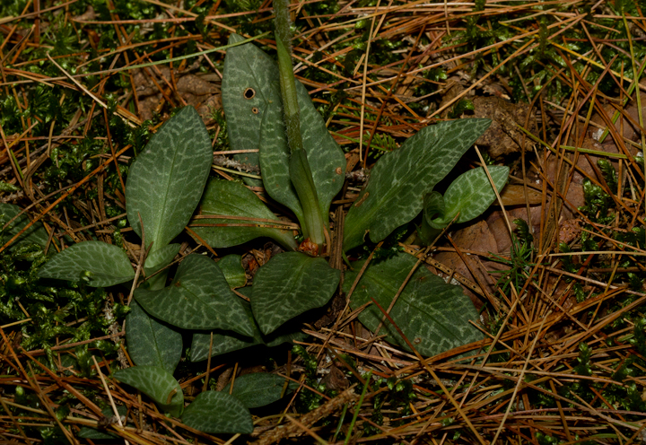 A Checkered Rattlesnake-Plantain at Baxter SP, Maine (7/10/2013). Photo by Bill Hubick.