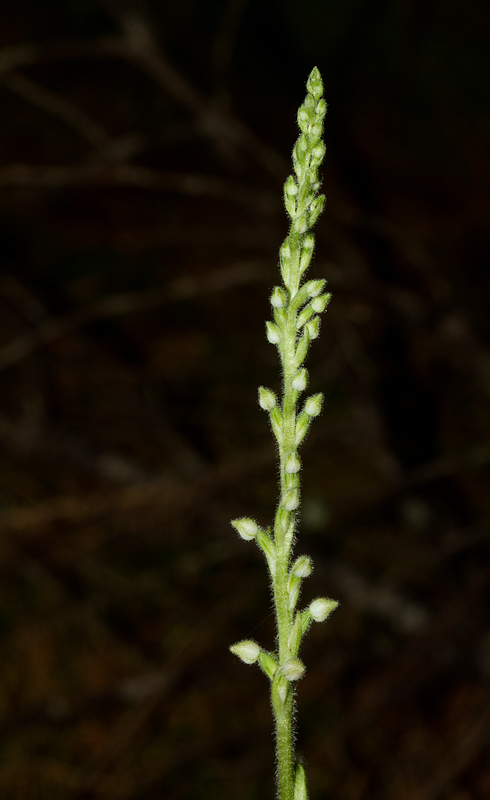 A Checkered Rattlesnake-Plantain at Baxter SP, Maine (7/10/2013). Photo by Bill Hubick.